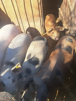 Vand porci - imagine 3