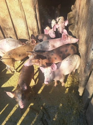 Vand porci - imagine 5