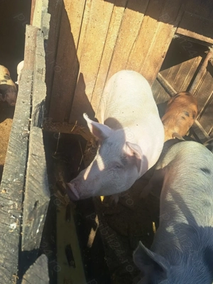 Vand porci - imagine 2