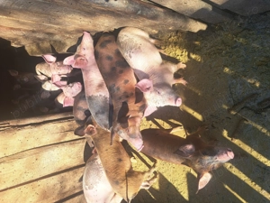 Vand porci - imagine 5