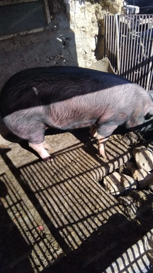 De vânzare pt Crăciun  - imagine 2