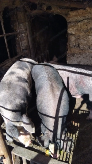 De vânzare pt Crăciun  - imagine 5