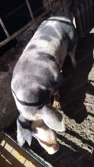 De vânzare pt Crăciun  - imagine 3