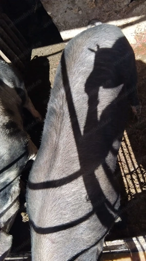 De vânzare pt Crăciun  - imagine 4