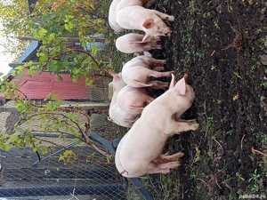 purcei de vanzare  - imagine 2