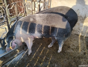 Porcine de vanzare