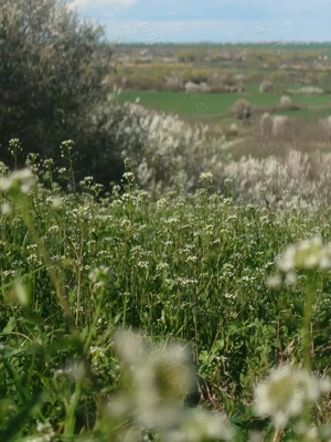  Teren cu priveliste superba + Proiect casa in Iepuresti, la 25km de Bucuresti. - imagine 4