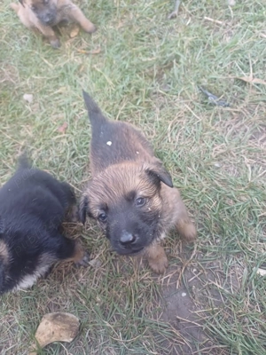 Ofer catei spre adoptie - imagine 2