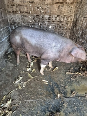 Porci pt sacrificat - imagine 2