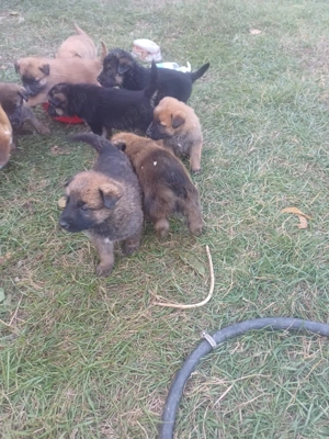 Ofer catei spre adoptie