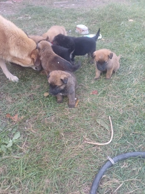 Ofer catei spre adoptie - imagine 4