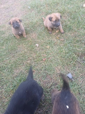 Ofer catei spre adoptie - imagine 3