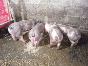 Purcei pietrain belgean 