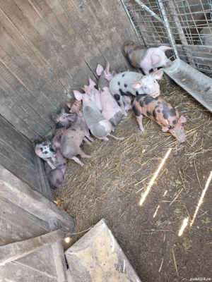 Purcei duroc-pietran