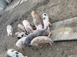 Purcei duroc-pietran - imagine 2