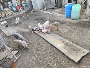 Purcei duroc-pietran - imagine 4