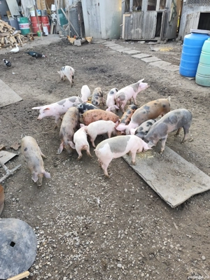 Purcei duroc-pietran - imagine 5