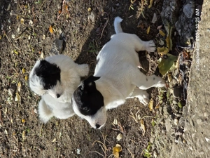 donam cățel talie mica - imagine 4