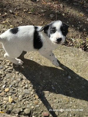 donam cățel talie mica