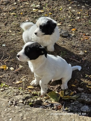 donam cățel talie mica - imagine 4