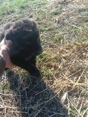 Vin căței de întors oile e foarte buni