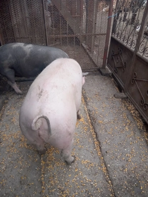 Grăsuni 6 bucăți. - imagine 2