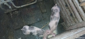 Vand 2 purcei - imagine 2