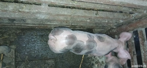 Vand 2 purcei - imagine 3