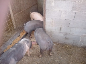 Grăsuni 6 bucăți.