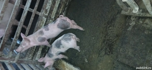 Vand 2 purcei - imagine 4