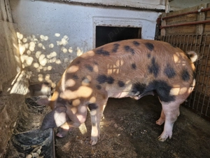 Porc duroc cu pietrean - imagine 2