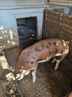 Porc duroc cu pietrean