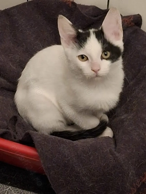 Adopție motănel Bucureşti  - imagine 2