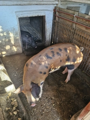 Porc duroc cu pietrean - imagine 4