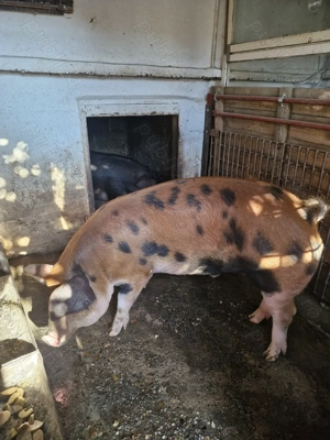 Porc duroc cu pietrean - imagine 3