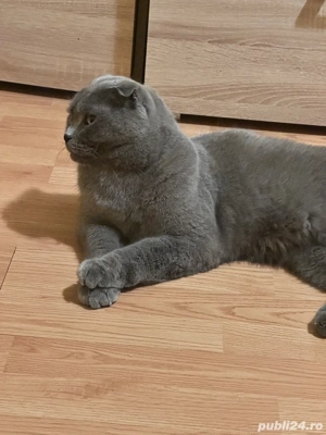 vand scottish fold mascul  - imagine 2