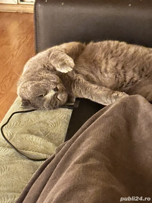 vand scottish fold mascul  - imagine 5