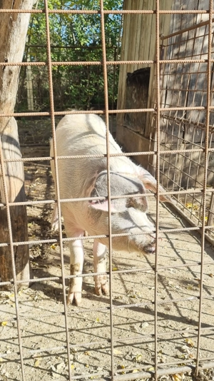 VAND porcii din imaginile atasate.Pret negociabil.Ofer detalii la telefon