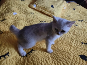 Pisică Scottish Straight Black Silver Shaded   3 luni, complet vaccinată - imagine 3