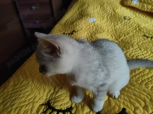 Pisică Scottish Straight Black Silver Shaded   3 luni, complet vaccinată - imagine 2