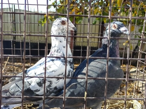 Vand porumbei voiajori perechi sau individual - imagine 2