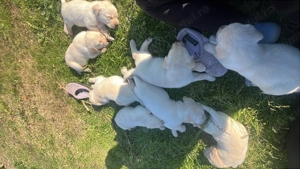 Pui de Labrador Retriever  - imagine 4