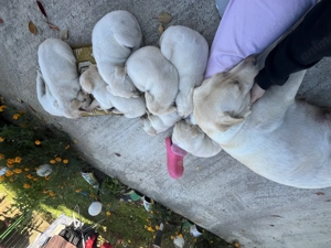 Pui de Labrador Retriever  - imagine 5