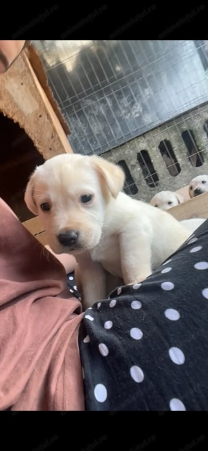 Pui de Labrador Retriever  - imagine 3
