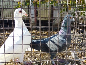 Vand porumbei voiajori perechi sau individual - imagine 3