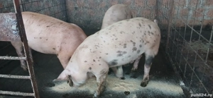 Grasuni bio - imagine 3