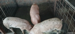 Grasuni bio - imagine 2