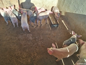 Purcei de vânzare! - imagine 4