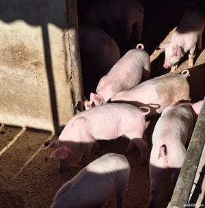 Purcei de vânzare! - imagine 2