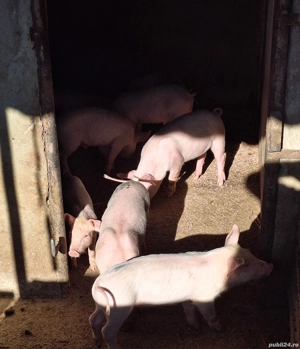 Purcei de vânzare! - imagine 3